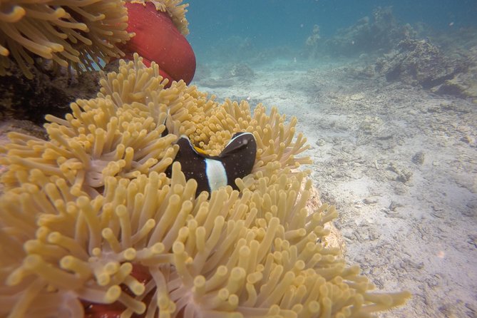 Exploration dives - Is the $65 Price Good Value?