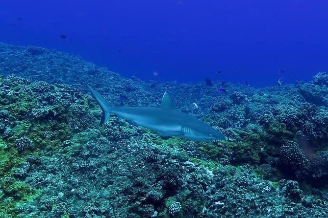 Exploration dives - Who Will Get the Most From This Experience?