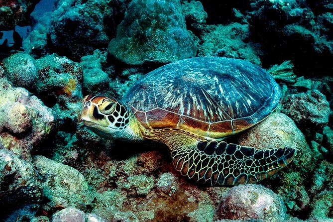 Exploration dives for experienced divers - Starting at Tamarin Bay at 8am