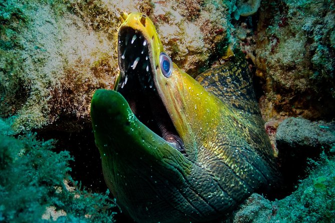 Exploration dives for experienced divers - What the 30 to 40 minutes underwater feels like