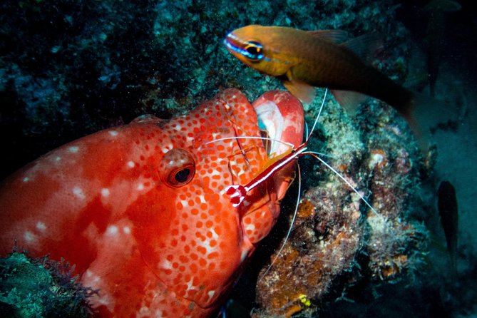 Exploration dives for experienced divers - The team’s style: friendly, but safety first