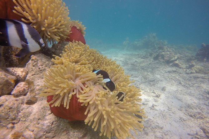 Exploration dives - What the Two-Hour Schedule Includes