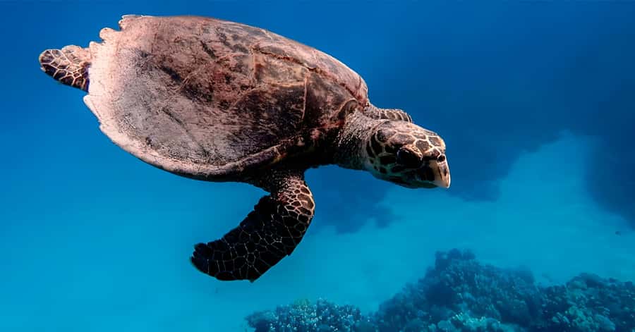 Explore Aqaba's Depths: Scuba Diving Tour, with Hotel Pickup - The 15-minute class and equipment check