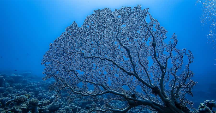 Explore Aqaba's Depths: Scuba Diving Tour, with Hotel Pickup - Forty-five minutes among coral and marine life