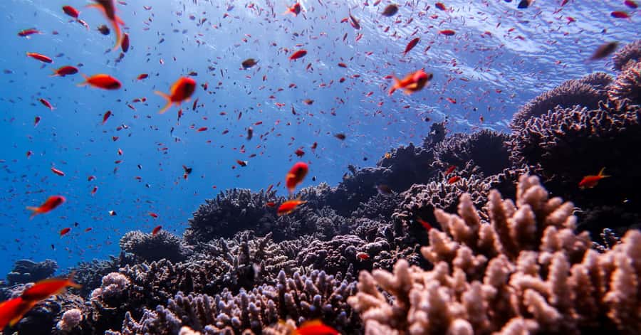 Explore Aqaba's Depths: Scuba Diving Tour, with Hotel Pickup - What $66 includes, and where the value lies