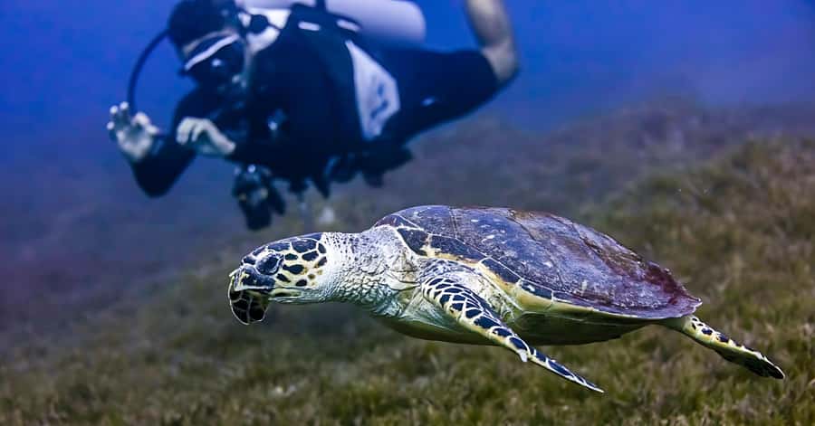 Explore Aqaba's Depths: Scuba Diving Tour, with Hotel Pickup - Who should book this Aqaba session