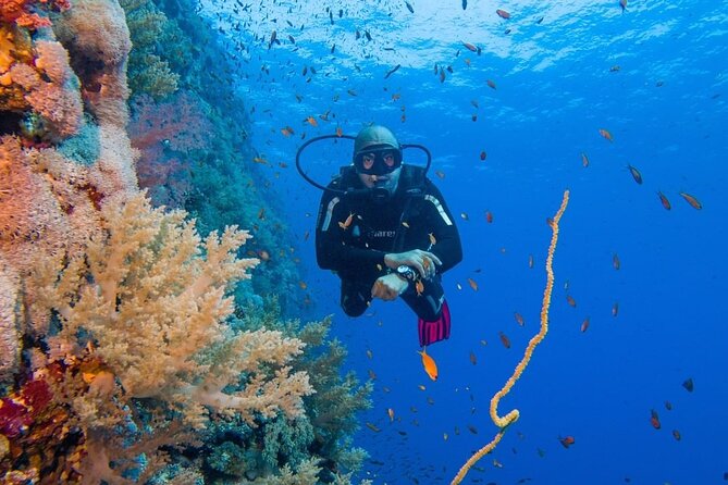 Explore Hurghada Two Thrilling Boat Dives for Certified Divers - Key points to know before you book