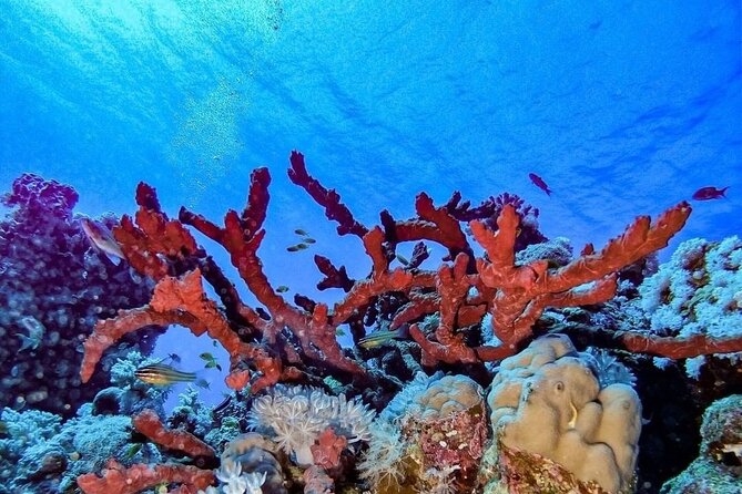 Explore Hurghada Two Thrilling Boat Dives for Certified Divers - The first reef session at about 10:00 AM