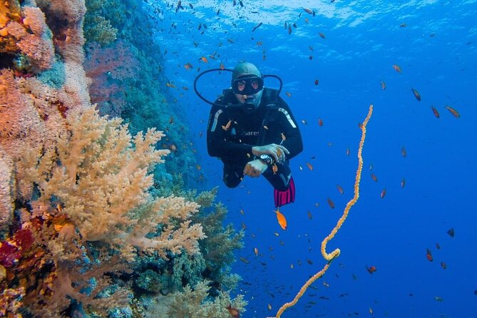 Explore Hurghada Two Thrilling Boat Dives for Certified Divers - Lunch, surface time, and the second session
