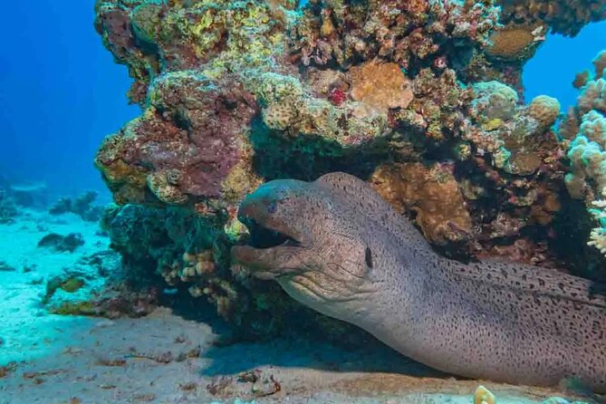 Explore Hurghada Two Thrilling Boat Dives for Certified Divers - What the $52.27 price really includes