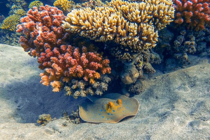 Explore Hurghada Two Thrilling Boat Dives for Certified Divers - Who should book this outing