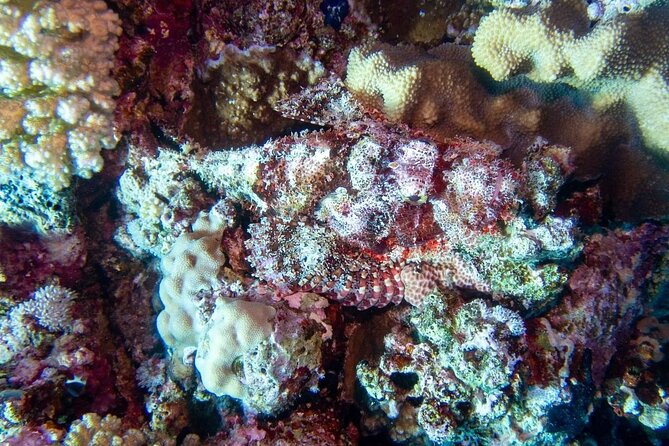 Explore Hurghada Two Thrilling Boat Dives for Certified Divers - The early pickup and ride to the marina