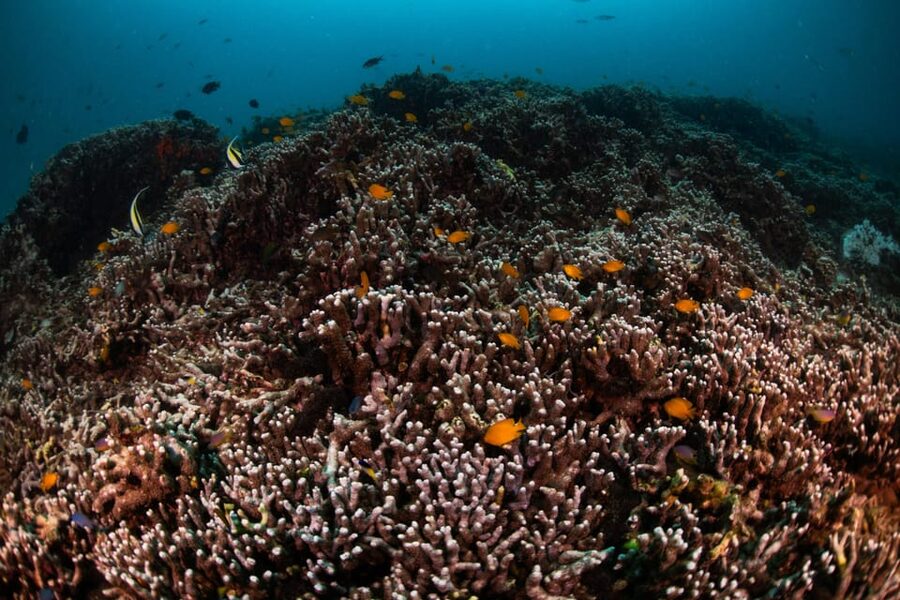 Explore Scuba diving at Racha Yai Island from Phuket - Tips for getting the most from your day