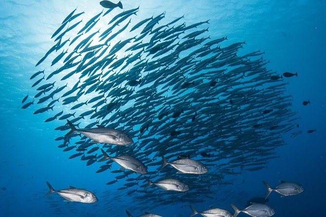 Fakarava 2-tank Certified Scuba Dive - Key points about the Fakarava morning