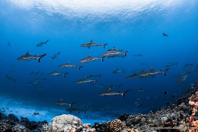 Fakarava 2-tank Certified Scuba Dive - Why Fakarava makes this a special scuba morning