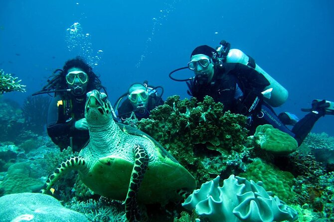 Fethiye Scuba Diving Experience By A Local Expert - What the first underwater session is like