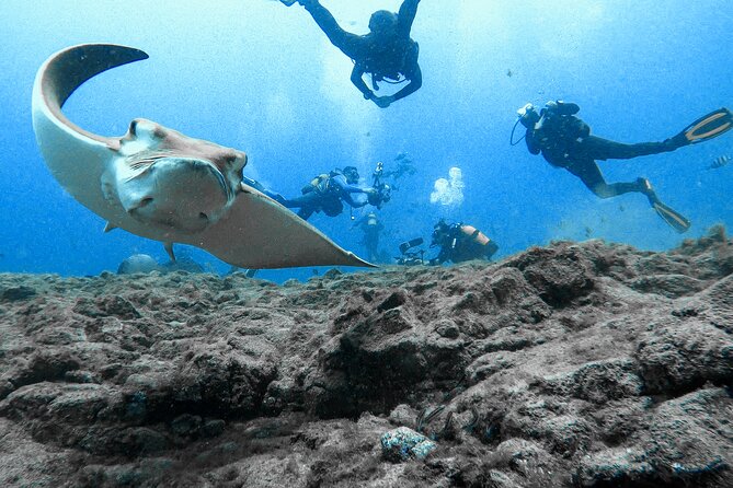 First Dive Experience in Tenerife - Who Will Enjoy This Experience Most