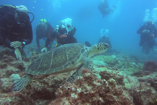 First Diving Experience Try Dive - Key points at a glance