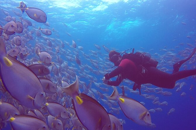 First Diving Experience Try Dive - Starting in Santa Maria at 2:00 pm