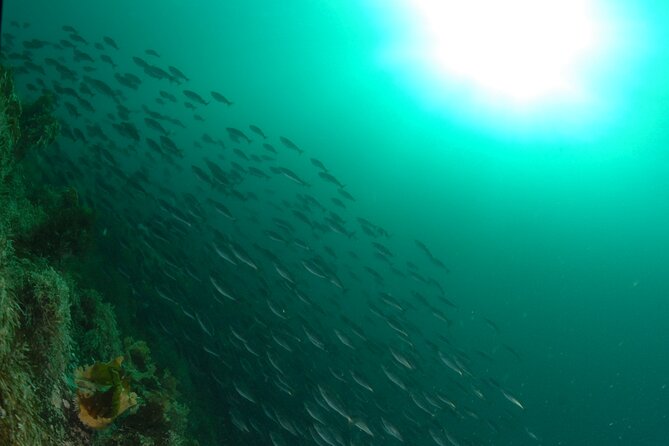 First Time Diver Scuba Experience - What the Ballstad setting adds