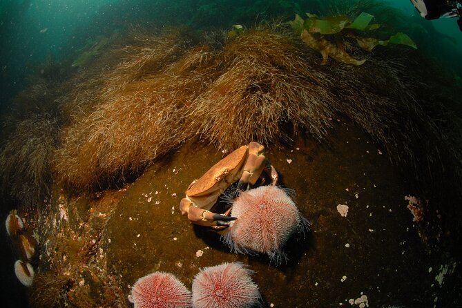 First Time Diver Scuba Experience - Planning around weather and expectations