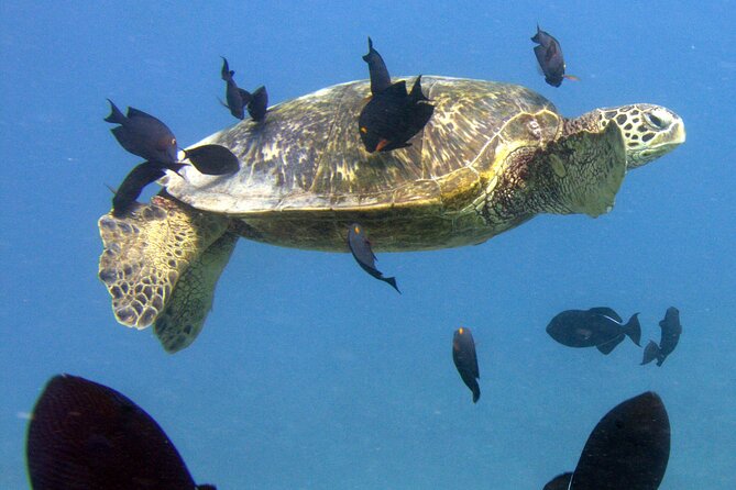 First Time Introductory Scuba Dive - Two underwater sessions and time to reset