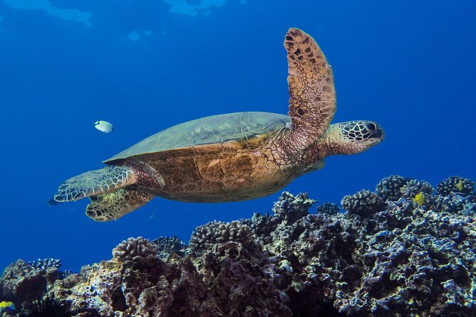 First Time Introductory Scuba Dive - Is $279 a fair price?