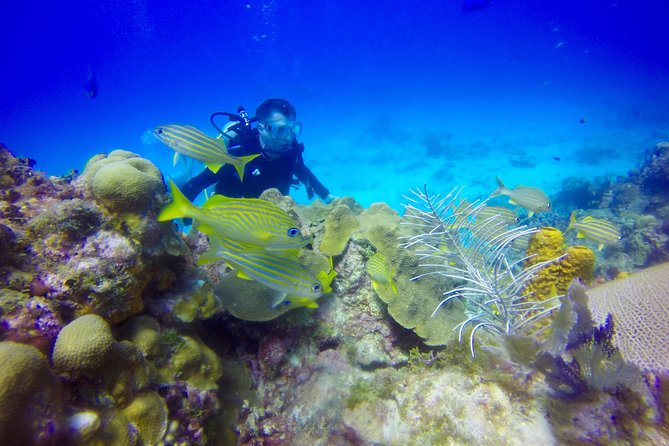 First Time Scuba Diving Experience in Punta Cana - Timing, weather, and the small details