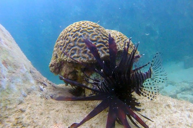 First-Time Scuba Diving in Honolulu + Free Videos - The value of the free underwater video