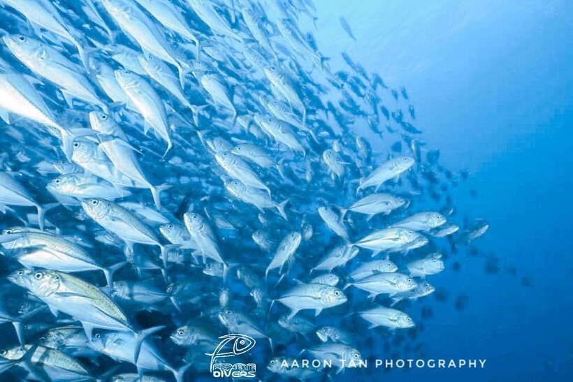 Fisheye Divers: Discover Scuba Diving - Shallow-water practice with the equipment