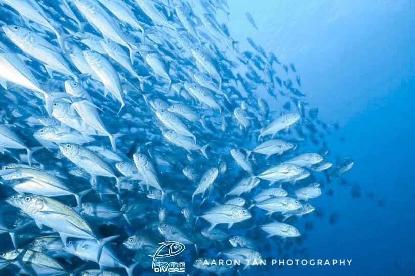 Fisheye Divers: Discover Scuba Diving - Who should book this Boracay activity?
