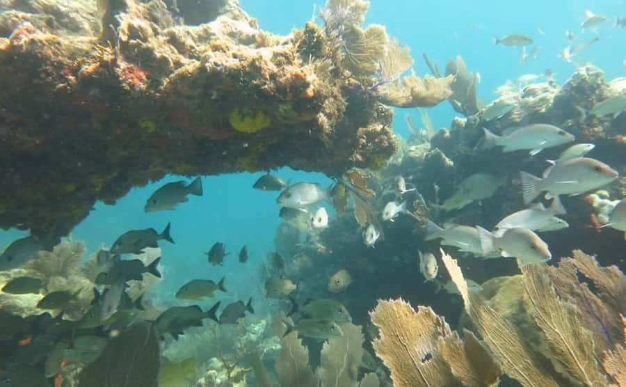 Florida Keys: Scuba Diving & Snorkeling Reef Trip - Why Key Largo is the right place for this trip