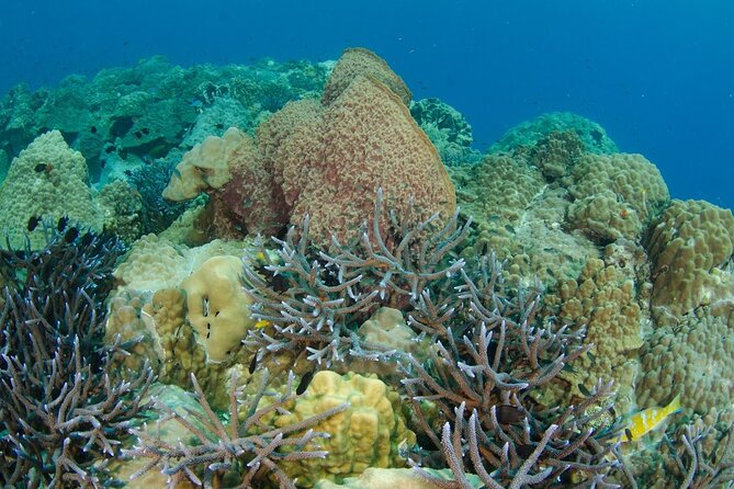 Freedive trip Koh Kood or Koh Rang National Park ( start at Ko Kut) - Limits you should understand before paying