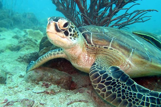 Freediver advanced (start at Koh Chang) - What this Koh Chang course is really teaching