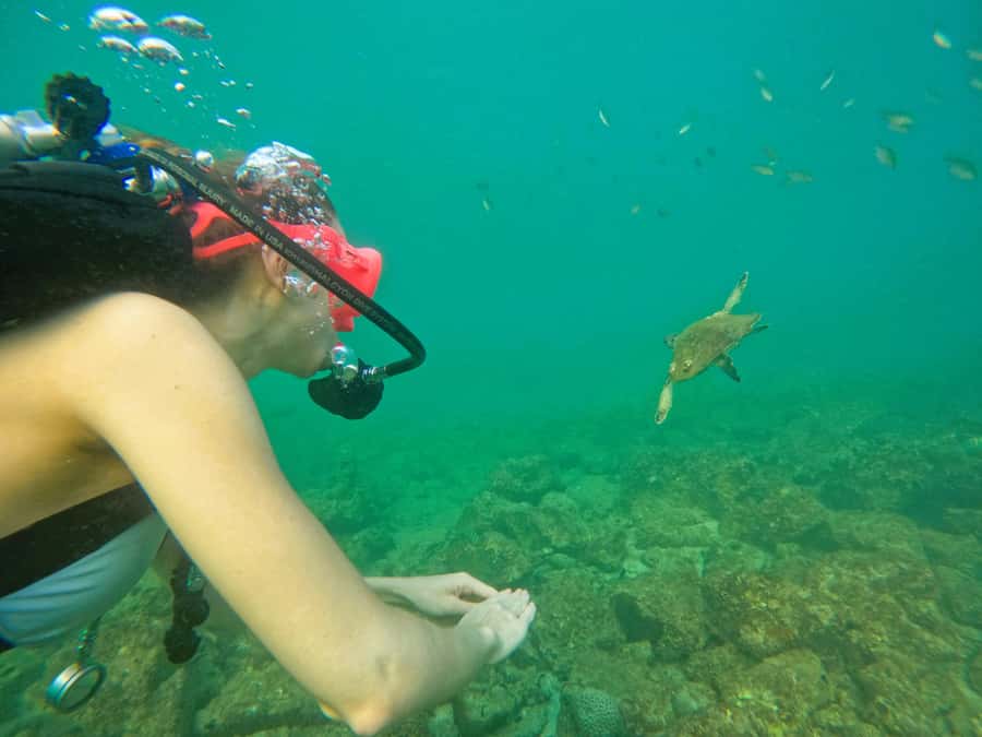 From Abu Dhabi: Scuba Dive and Snorkeling with BBQ, Transfer - What the $272 price really covers