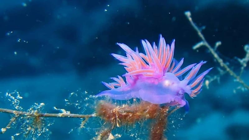 From Alanya: Scuba Diving Tour with Hotel Transfers - Lunch, drinks, and the costs beyond the ticket
