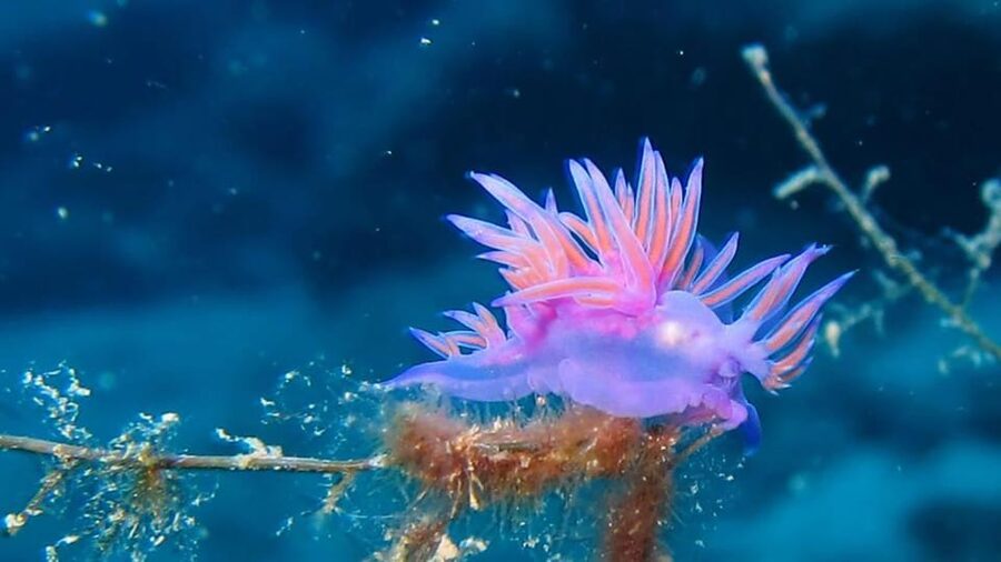 From Alanya: Scuba Diving Tour with Hotel Transfers - Weather and sea conditions can change the plan