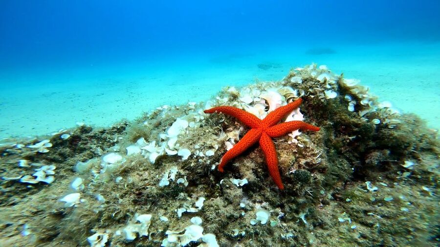 From Barcelona: Tossa de Mar Scuba Diving and 3-Course Meal - Why this Barcelona day trip works so well