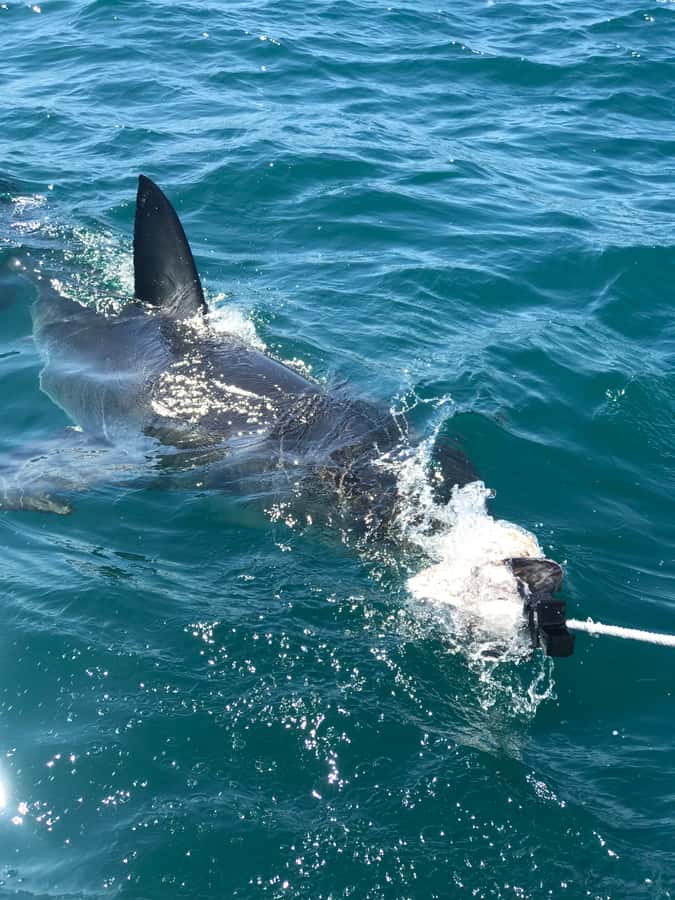 From Cape Town: 2-Day Garden Route Safari with Shark Diving - Key points to know before booking