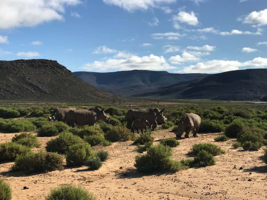 From Cape Town: 2-Day Garden Route Safari with Shark Diving - A night in the bush