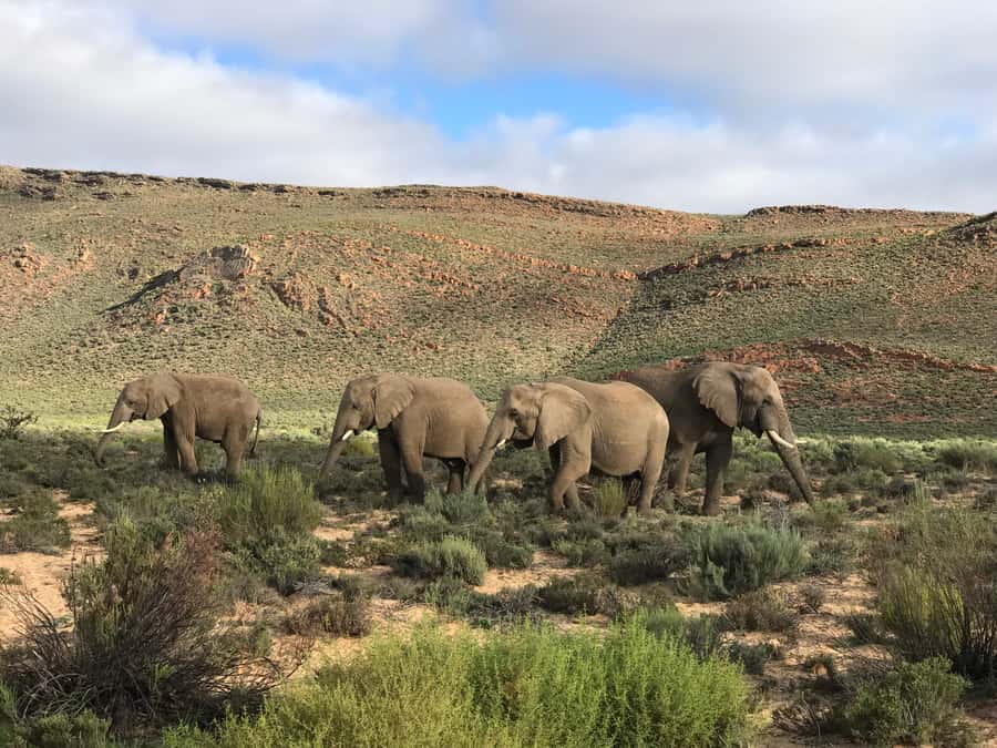 From Cape Town: 2-Day Garden Route Safari with Shark Diving - Rameez and the value of a small group