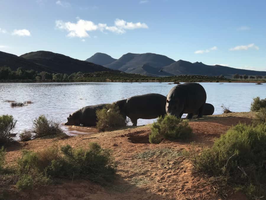 From Cape Town: 2-Day Garden Route Safari with Shark Diving - What the $401 price really covers