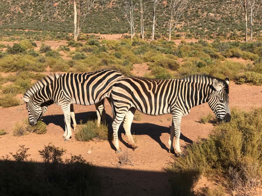 From Cape Town: 2-Day Garden Route Safari with Shark Diving - The Garden Route Game Lodge and the first safari
