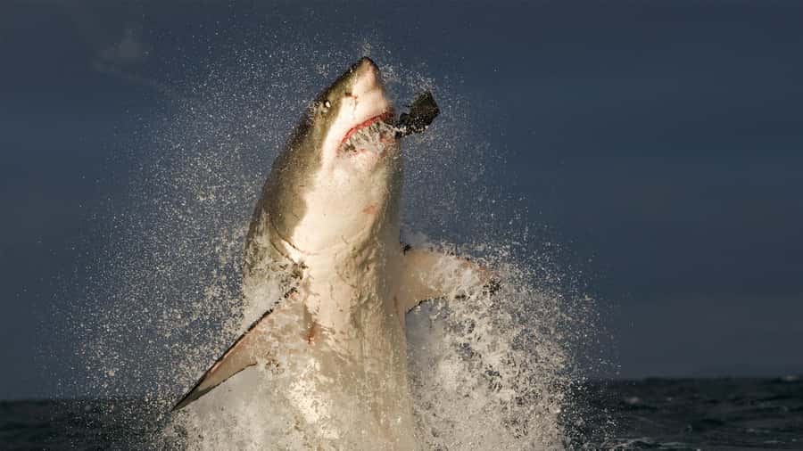 From Cape Town: Gans Bay Shark Cage Diving - The Cape Town to Gansbaai road trip