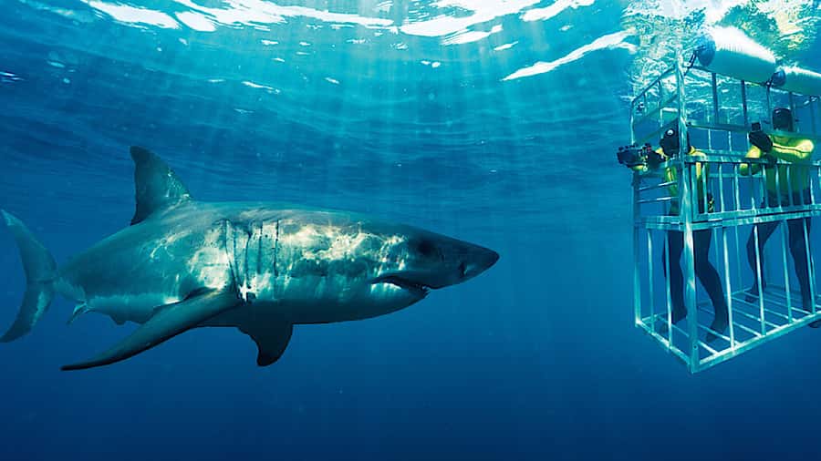From Cape Town: Shark Cage Diving and Penguin Tour - Key points to know