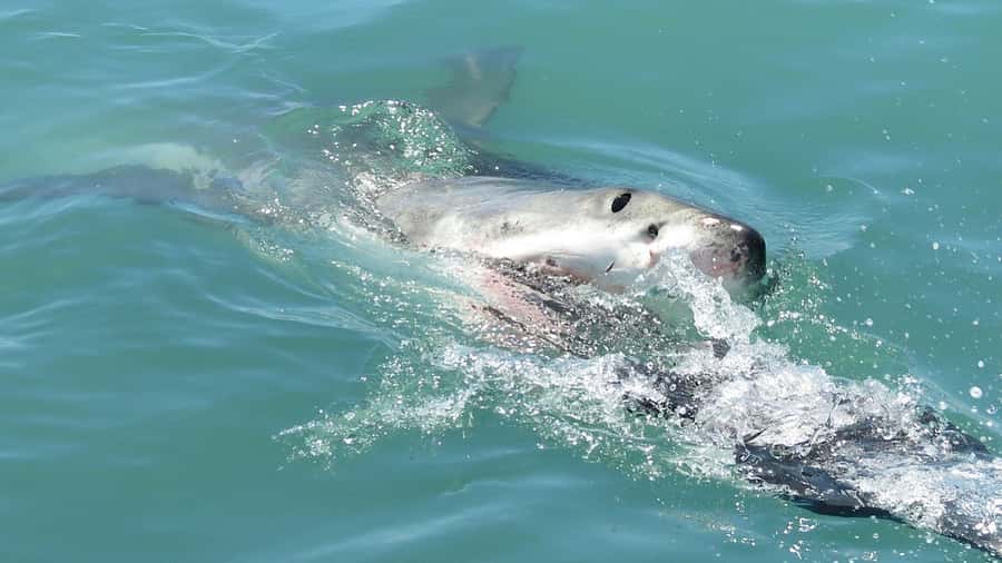 From Cape Town: Shark Cage Diving and Penguin Tour - A pre-dawn start from Cape Town
