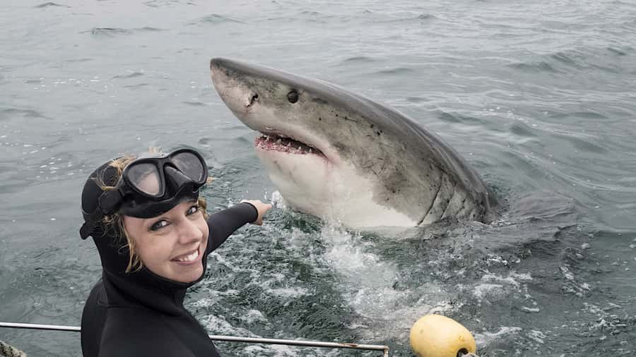 From Cape Town: Shark Cage Diving and Penguin Tour - What the cage encounter can really deliver