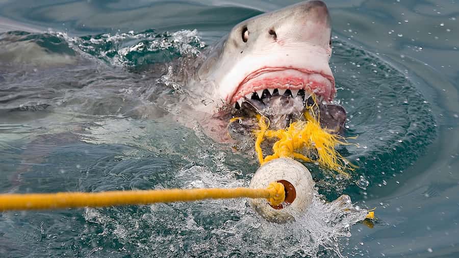 From Cape Town: Shark Cage Diving and Penguin Tour - The return drive and changing itinerary
