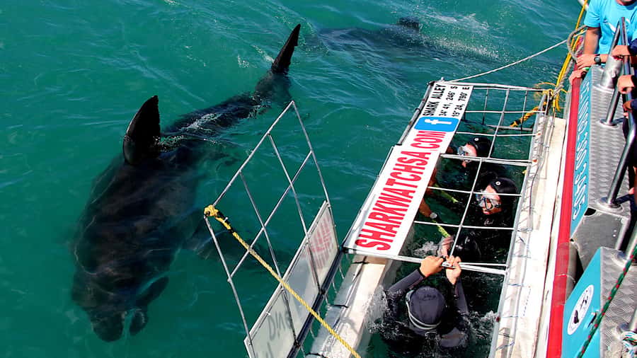 From Cape Town: Shark Cage Diving and Penguin Tour - Preparing for the shark cage