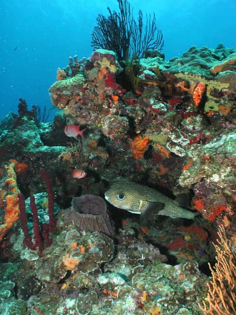 From Castries: St. Lucia Scuba Diving Excursion - Why St. Lucia’s west coast works so well underwater